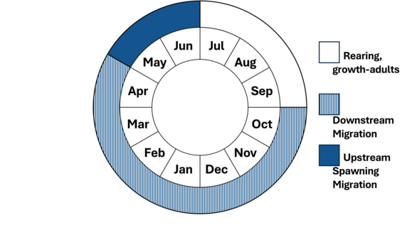 Graphic representation of life cycle, also described in text.