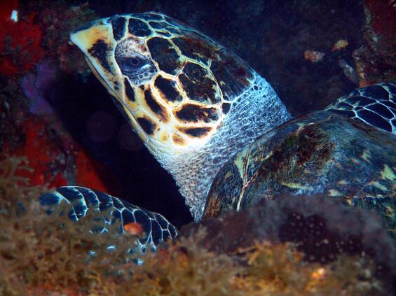 Close-up of the head of a hawksbill sea turtle. Photo by Emma Hickerson, Flower Garden Banks National Marine Sanctuary.