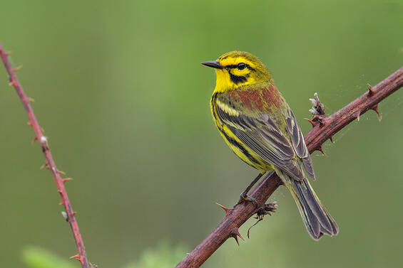 Prairie Warbler