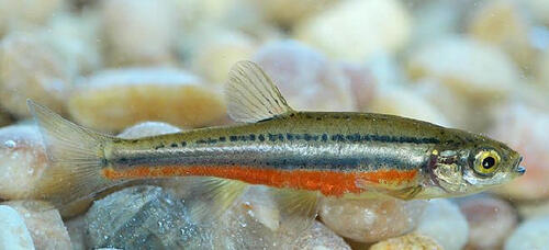 Redbelly dace
