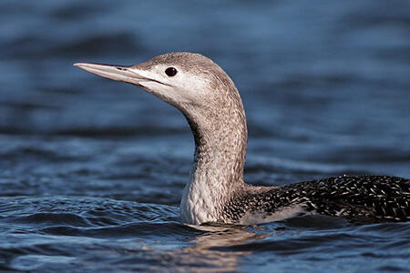 red-throated loon