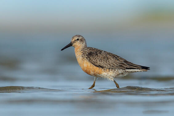 Red Knot