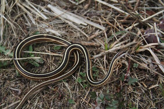 Adult ribbonsnake