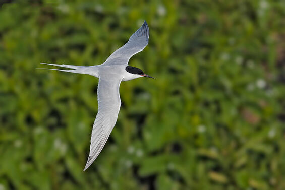 Roseate tern