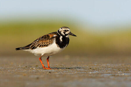 Ruddy turnstone