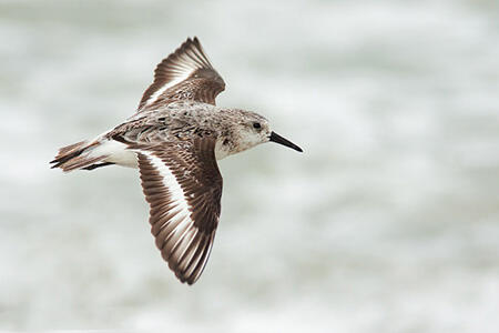 Sanderling