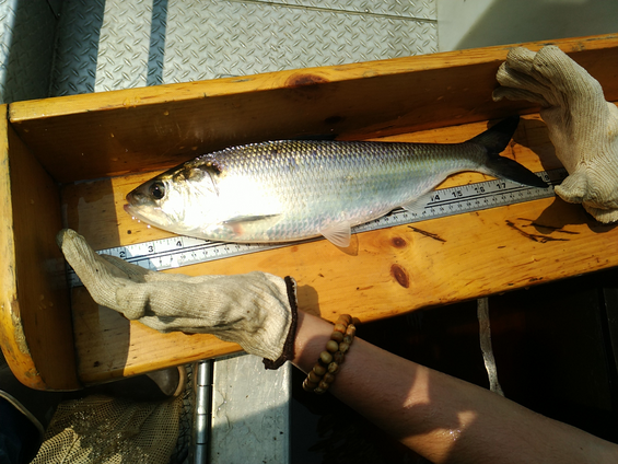 American shad