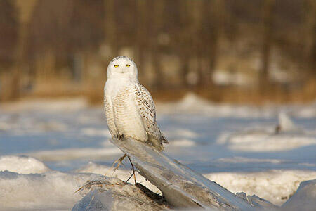 Snowy owl
