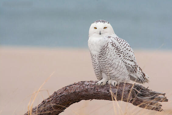 Snowy owl