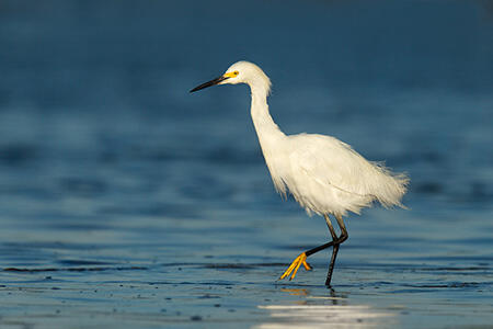 Snowy egret