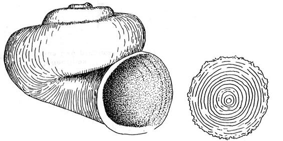 Mosssy valvata