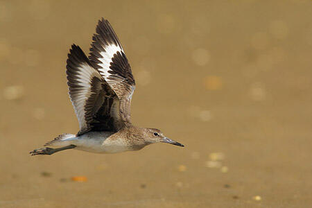 Willet