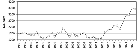 Number of nesting roseate tern pairs in Massachusetts