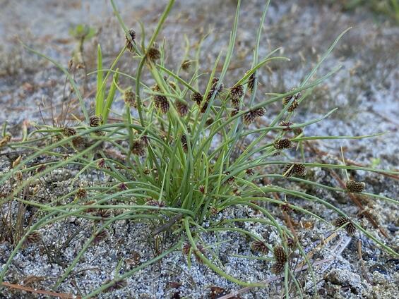 Dwarf Bulrush