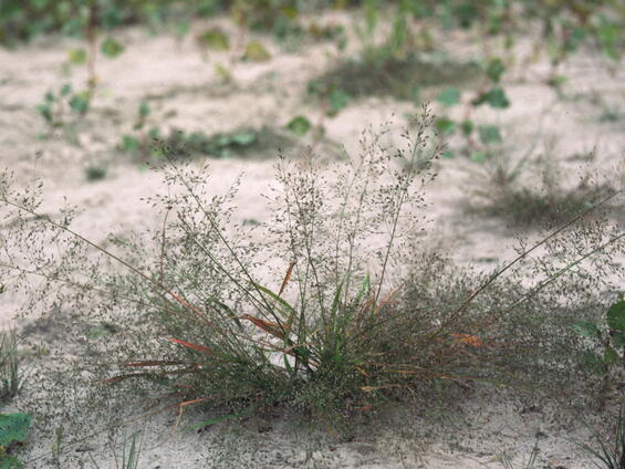 Eragrostis frankii 1 plant in habitat. 