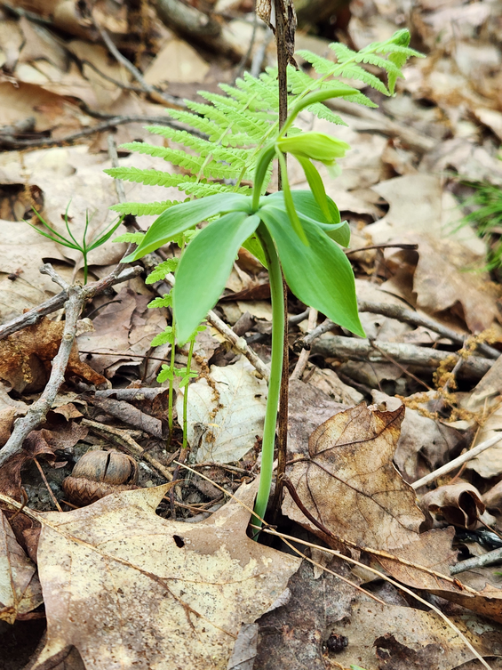 isotria medeolodies
