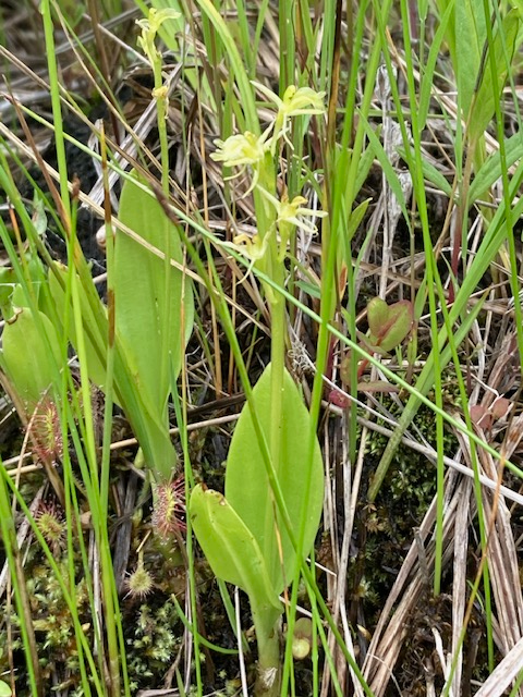 liparis loeselii