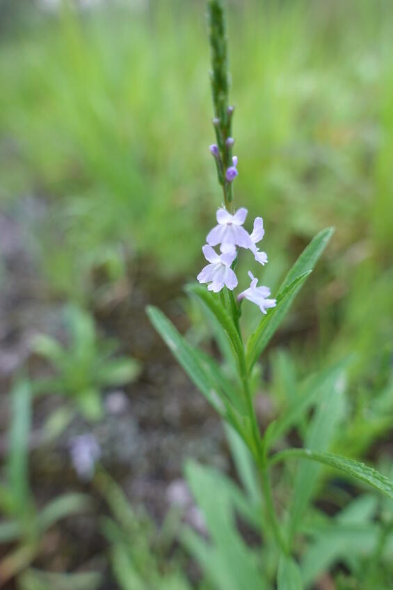 Narrow-leaved vervain