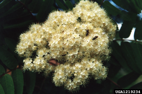 Northern mountain ash