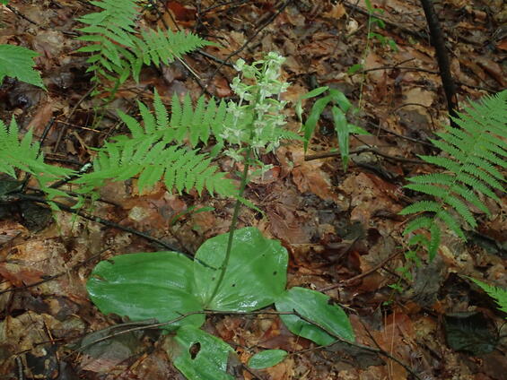 Platanthera orbiculata plant in bloom. 