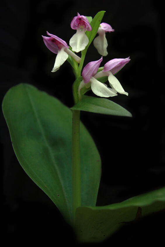 Showy orchid
