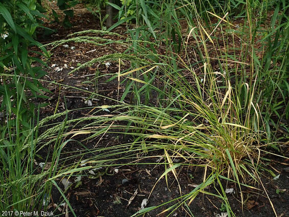 Prairie wedgescale