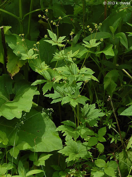 Sanicula odorata Whole Plant