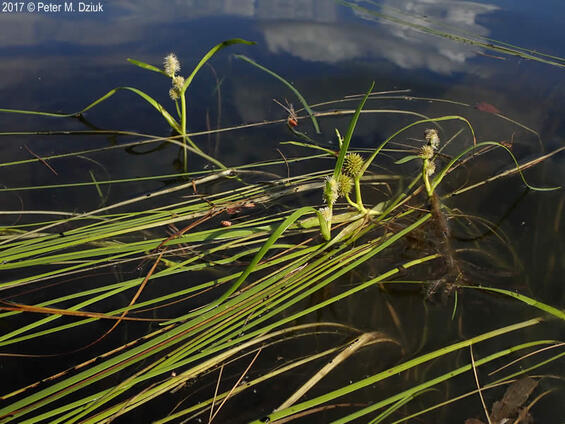 Narrow-leaved Bull-reed
