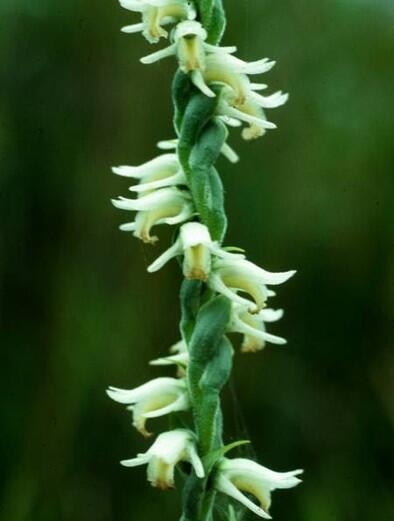Grass-leaved ladies’-tresses