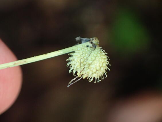 Sanicula odorata Mature flowering head showing long style 