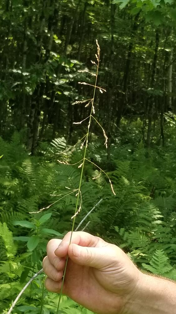 Milium effusum