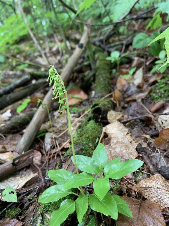 Orthilia secunda just past flowering