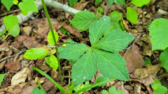 Sanicula canadensis Lower stem leaf.