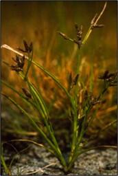 Short-beaked Beaksedge grows on the exposed sand of coastal plain pondshores. 