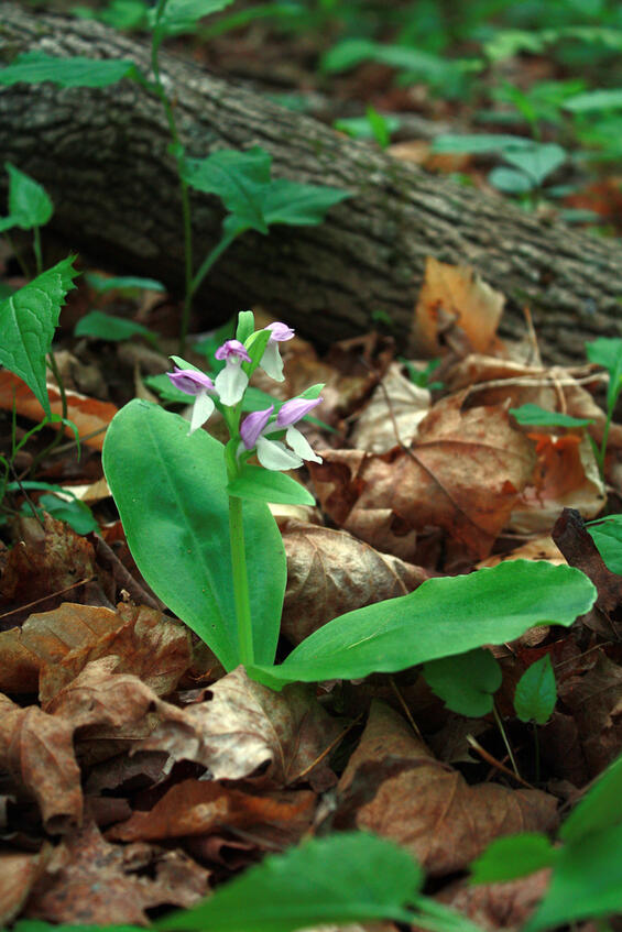 Showy orchid
