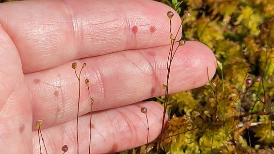 Slender bladderwort