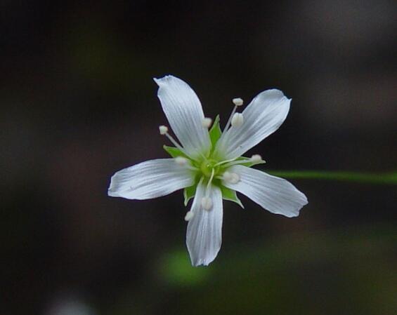 Sabulina_michauxii flower 
