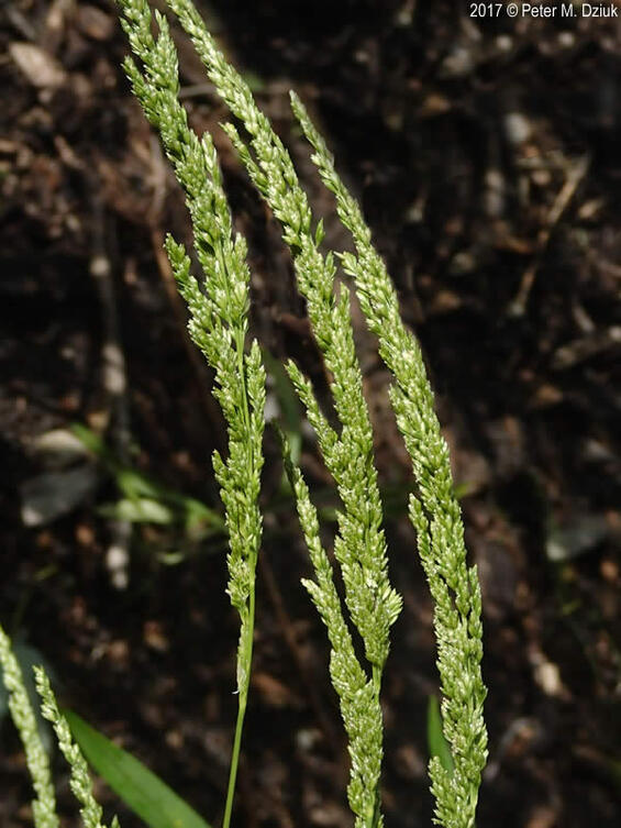 Prairie wedgescale