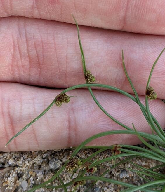 Dwarf Bulrush