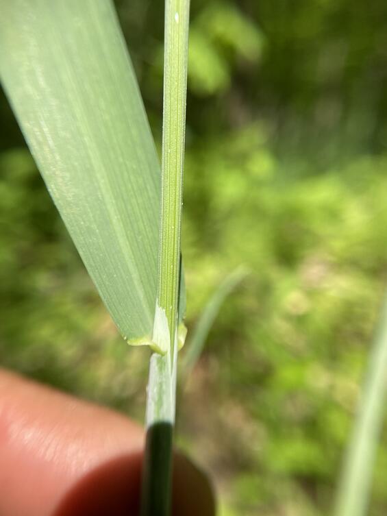 Milium effusum leaf, ligule and glaucous sheath.