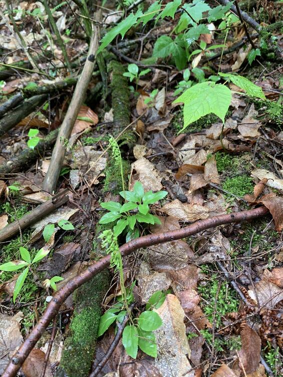 Orthilia secunda in habitat