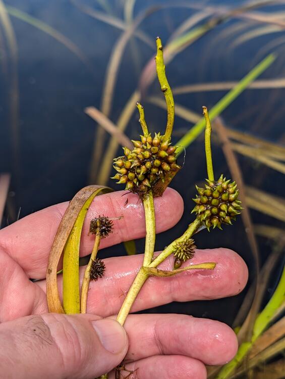 floating bur-reed