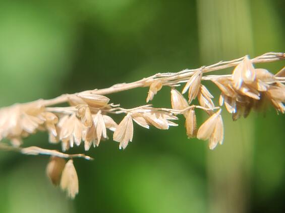 Prairie wedgescale