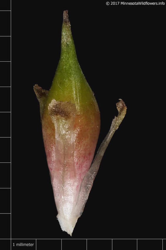 Narrow-leaved Bull-reed