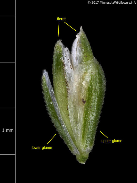 Prairie wedgescale