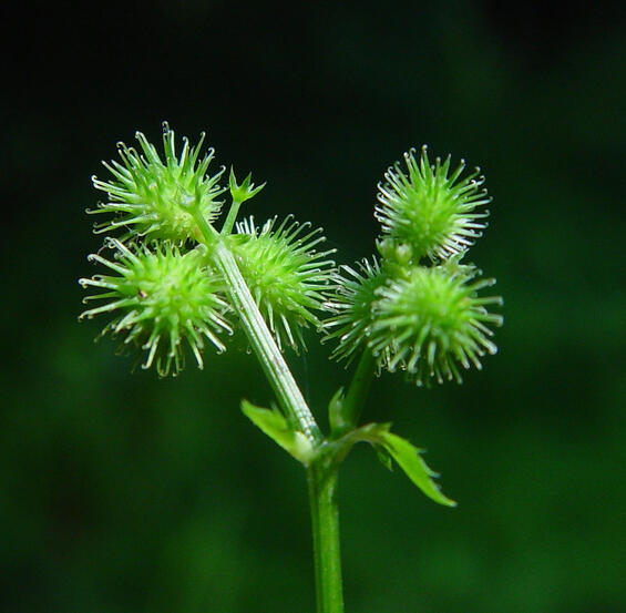 Sanicula canadensis Mature flowers