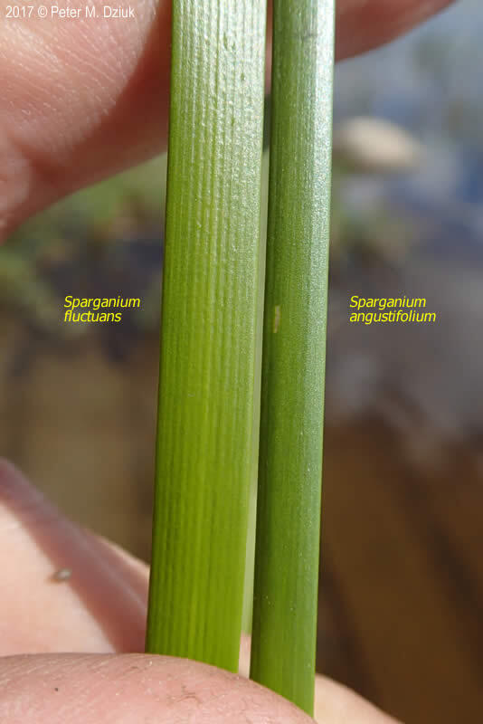 Narrow-leaved Bull-reed
