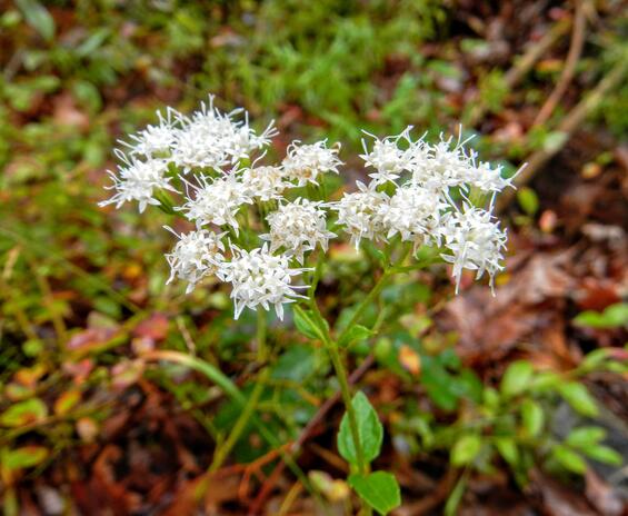 Lesser snakeroot