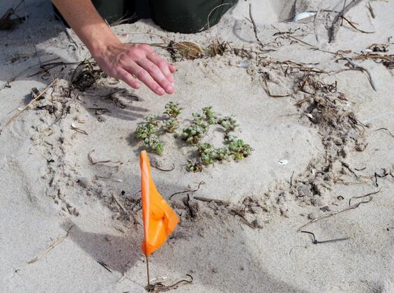 Seabeach amaranth