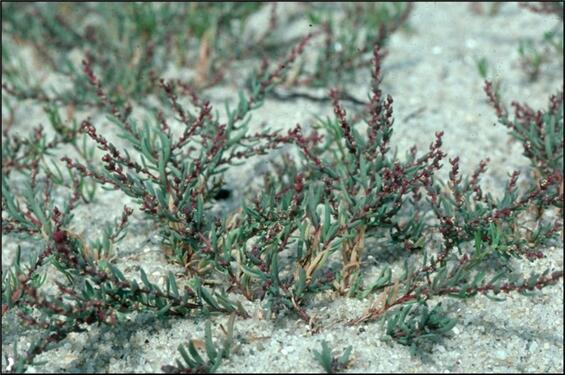American sea-blite